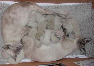 Lucky och Cassiel med sina 14 nya ungar fdda 04-03-14--16.